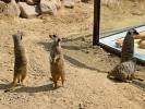 Erdmännchen im Wildpark Osterzgebirge