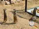 Erdmännchen im Wildpark Osterzgebirge